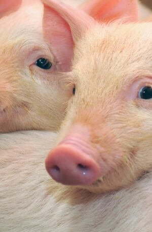 Pig Products