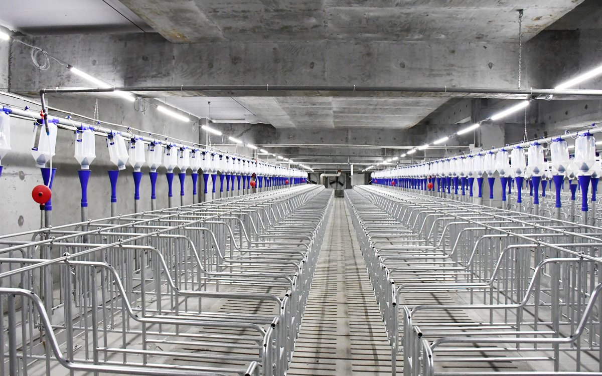 pig house design and equipment for modern pig farms