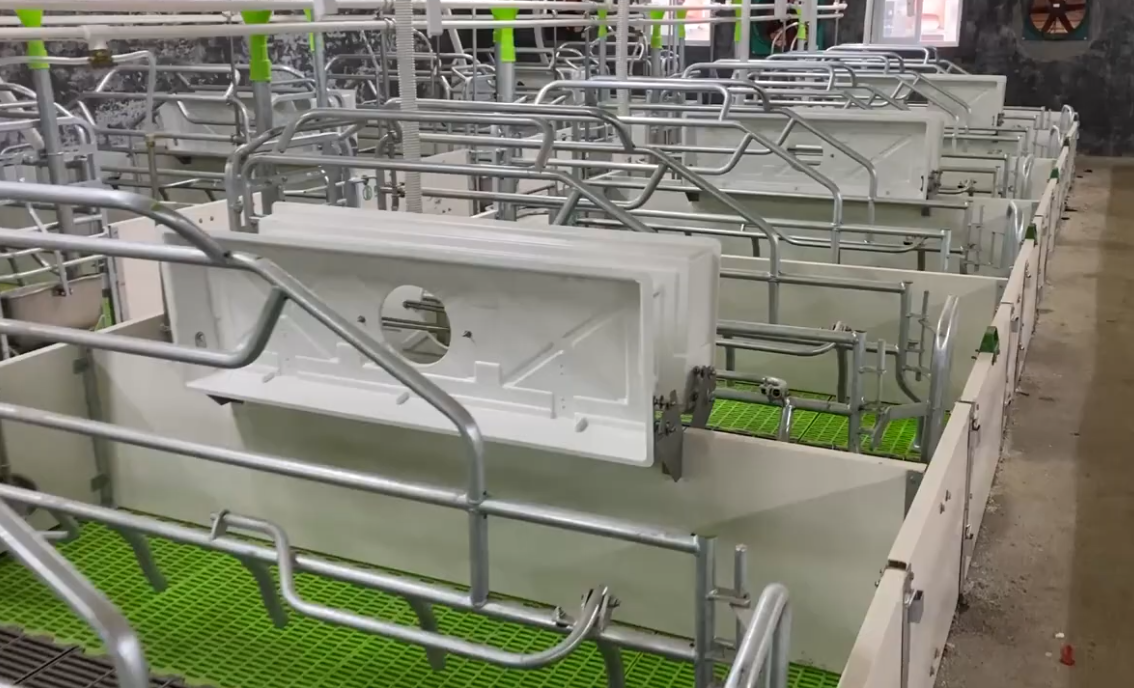 Farrowing-crate equipment in a sow housing area