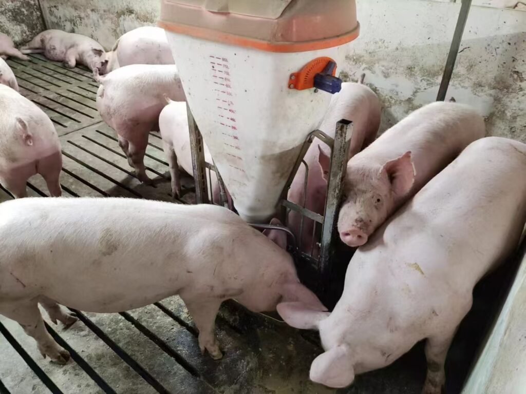 Wet-dry pig feeder product photo with pigs feeding