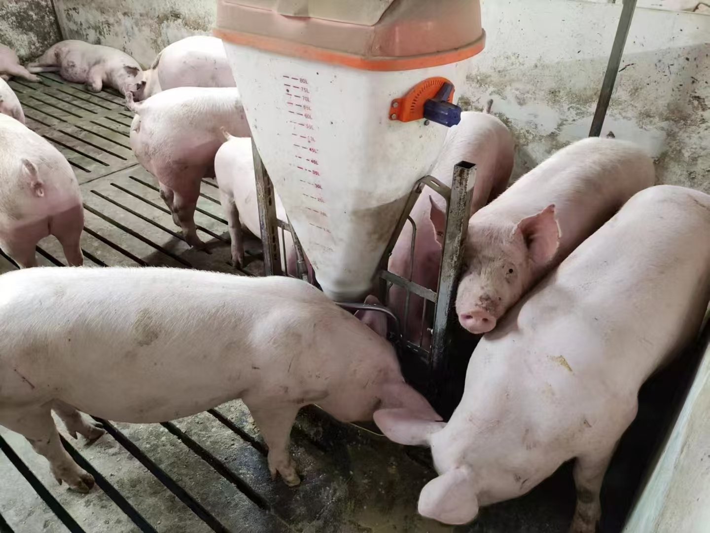 Plastic hopper-type wet-dry pig feeder for nursery and fattening projects
