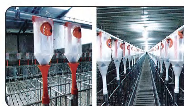 Feed delivery line installed inside a pig house