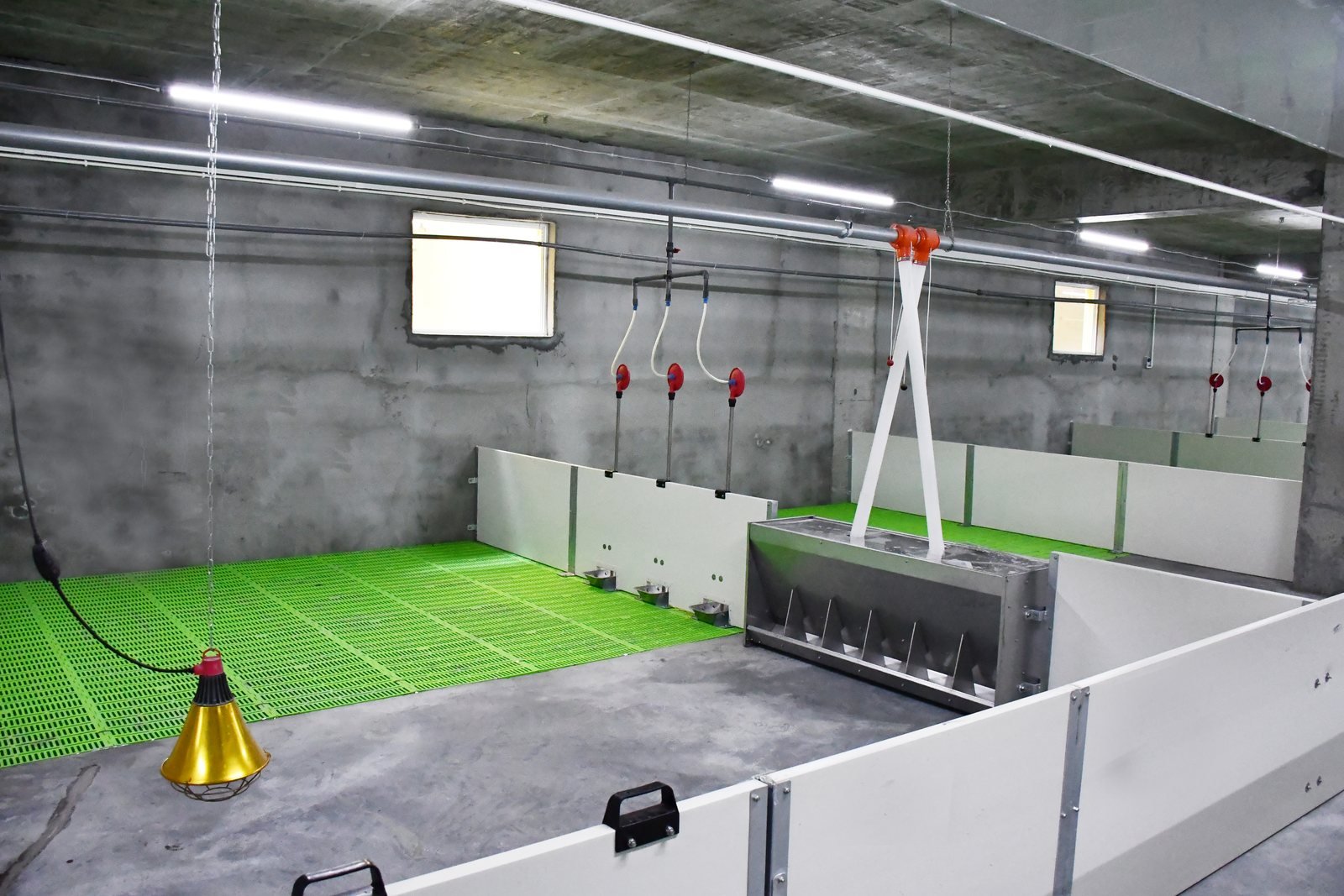 Stainless steel multi-space nursery pig feeder in an automatic feed-line configuration